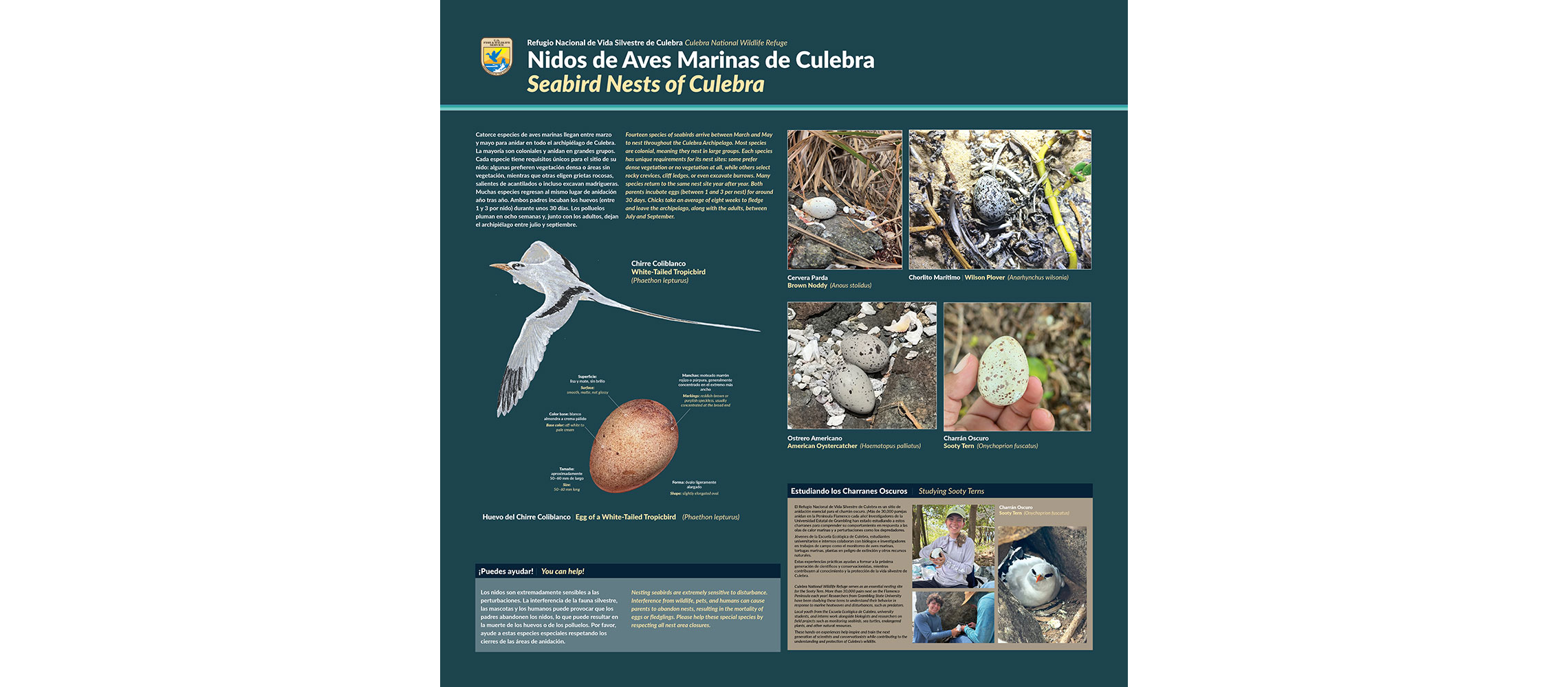 Culebra_eggs