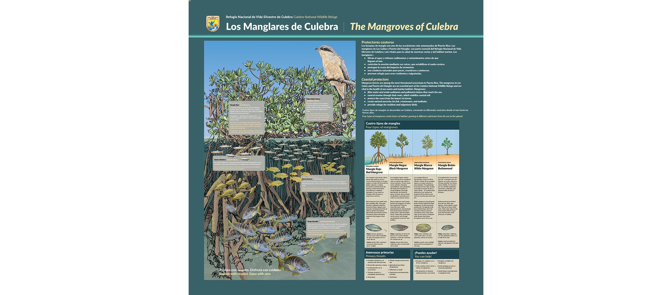 Culebra_mangrove