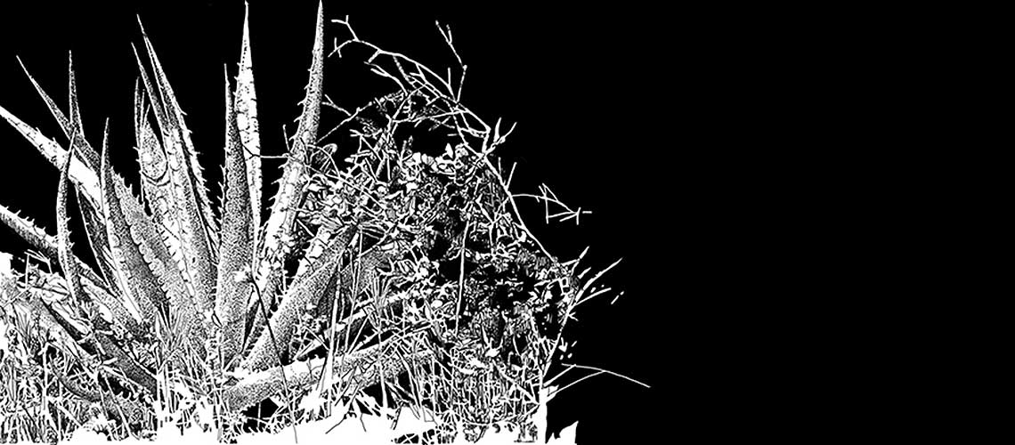 Agave