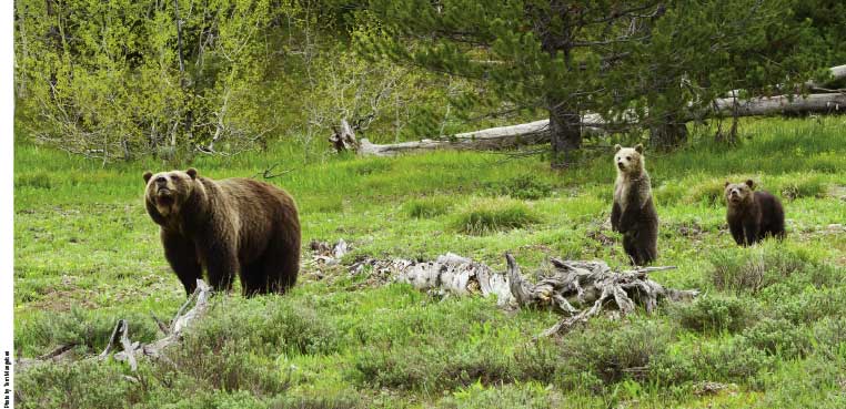 Yellowstone in a Day book