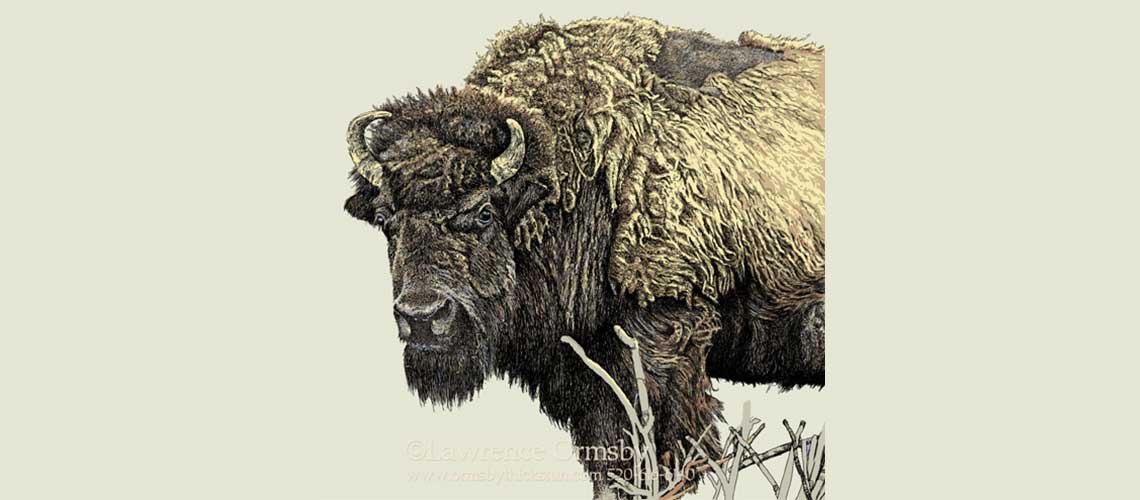 Bison